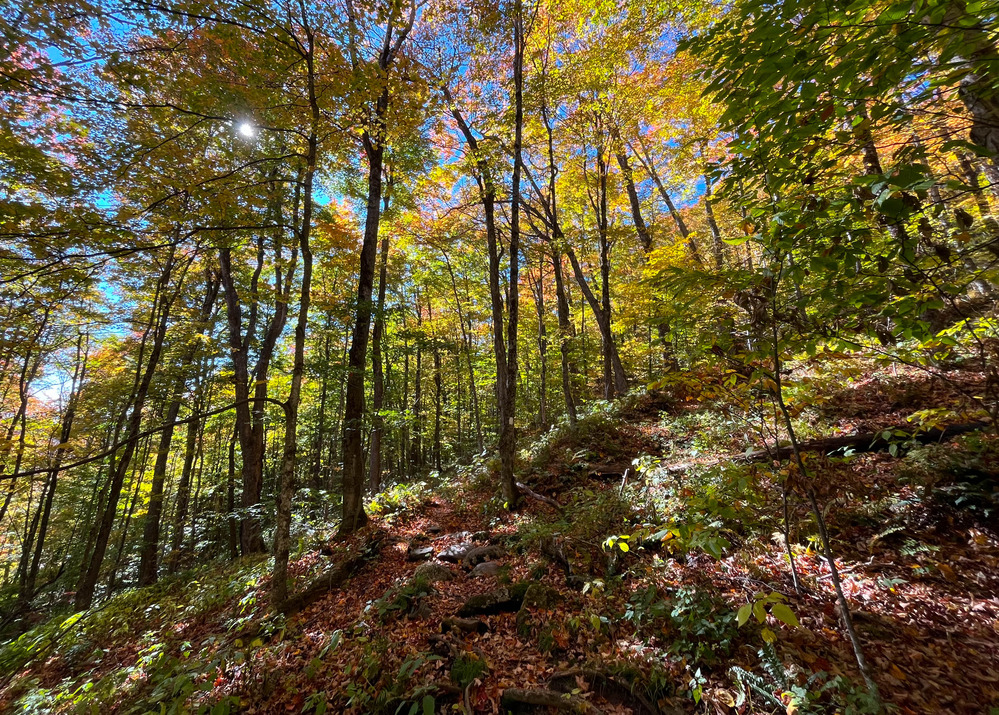 Rocky uphill trail through the woods displaying fall colors 