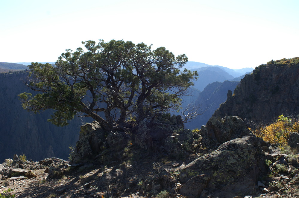 A medium sized conifer tree with branches sticking straight up grows from a rock outcropping edge. Grayish rocks are all around it. A deep canyon is visible beyond the tree.