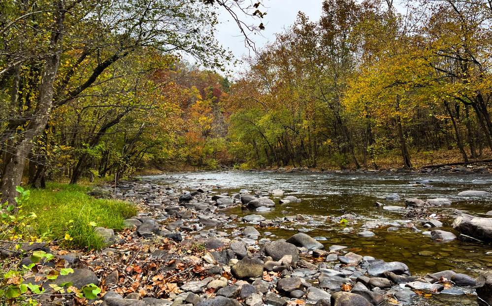 Rocky shallow river in a forest
