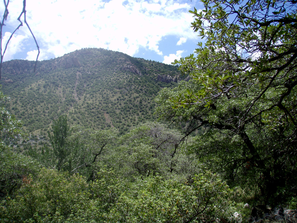 Thickly vegetated area of trees and shrubs, mountain rising in background