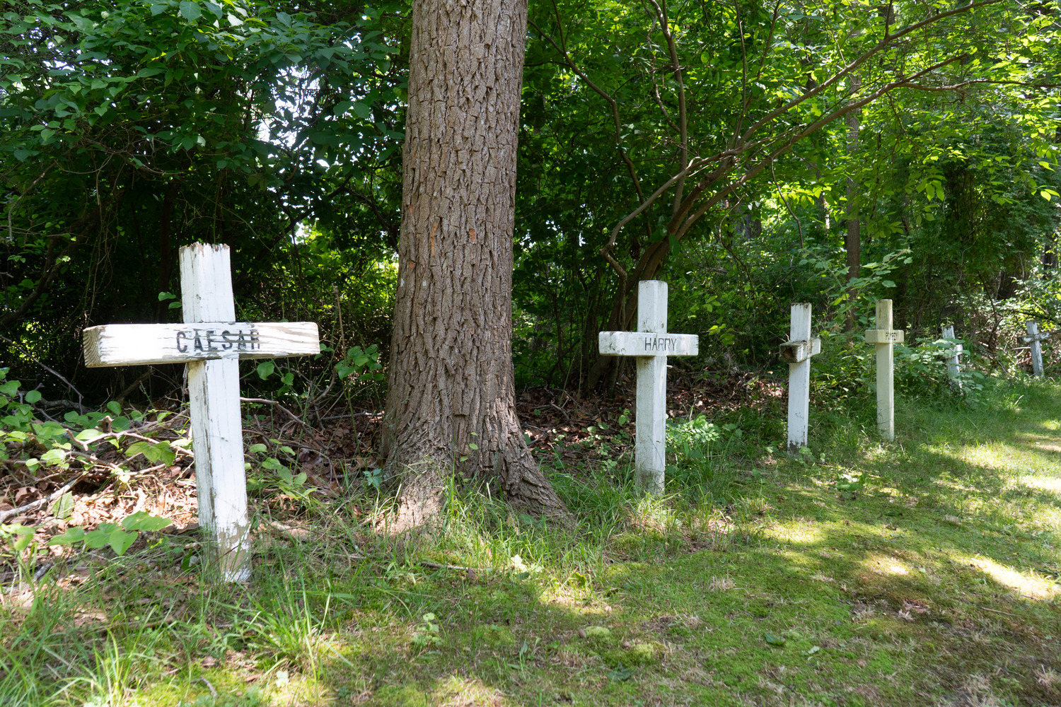 A row of white, wooden crosses with a tree, grass and forest vegetation.