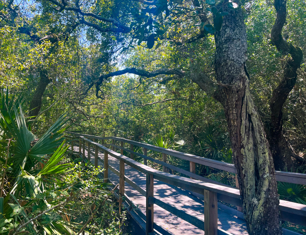 Boardwalk through thick vegetation