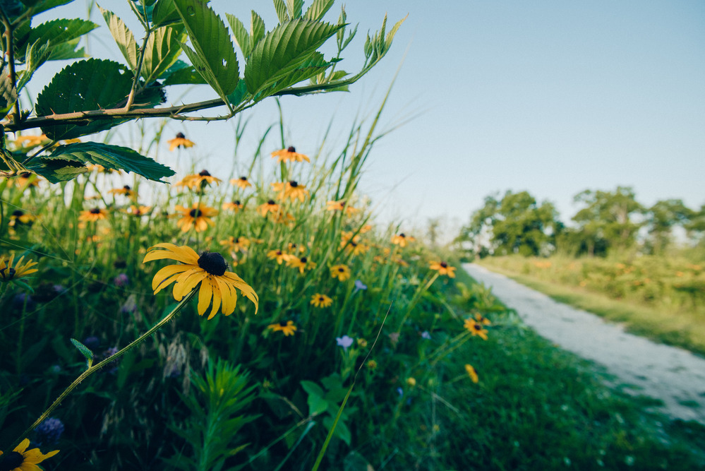 Yellow and blue wildflowers along a walking trails. 
