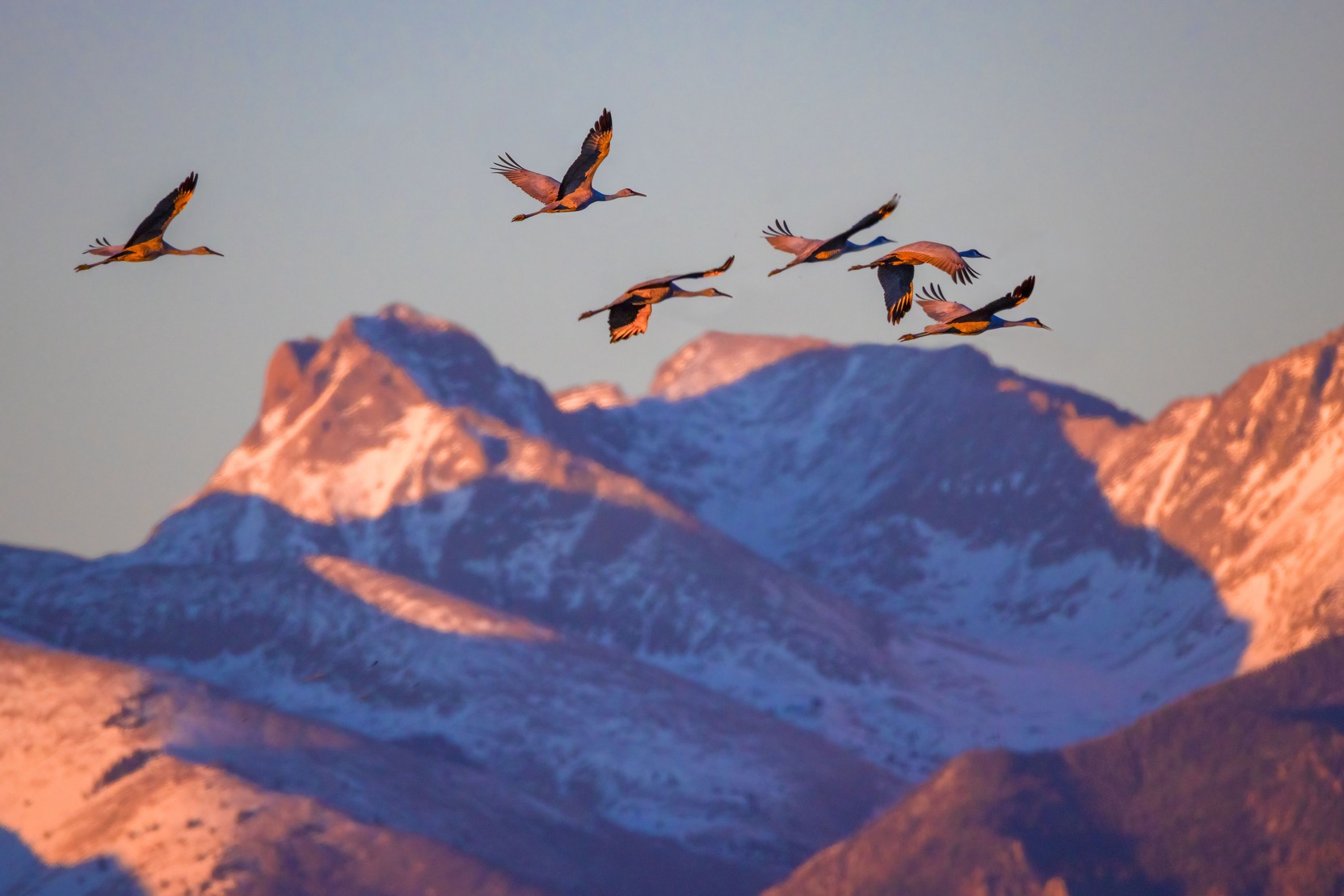 Sandhill cranes fly in front of the Sangre de Cristo Mountains. The mountain at center, Milwaukee Peak, is part of Great Sand Dunes National Preserve.