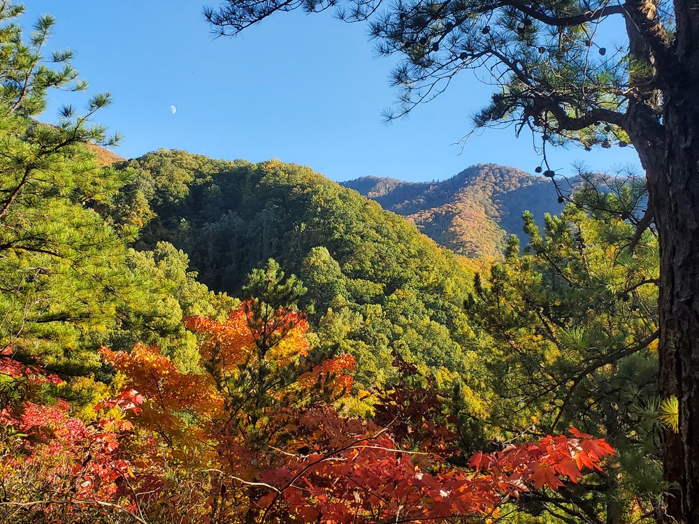 Rolling mountain with fall foliage and a clear blue sky.