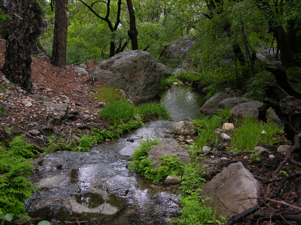 Smith Spring flowing in Guadalupe Mountains National Park.