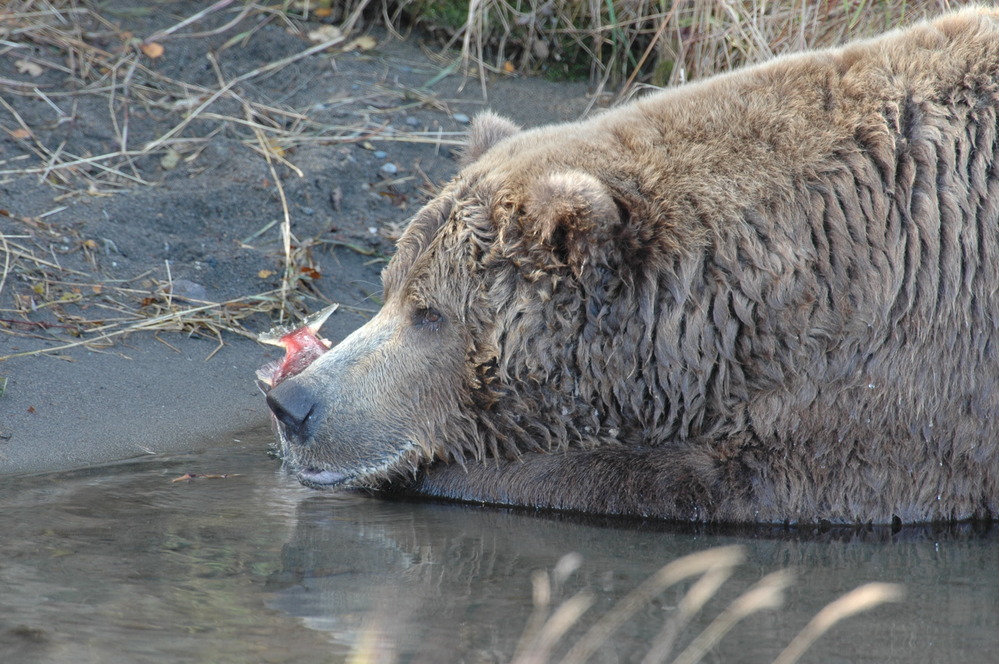 A brown bear rests on the bank of Brooks River.