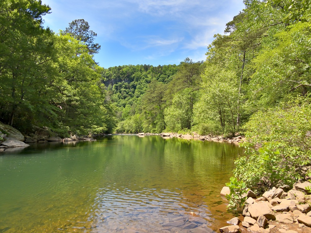 riverbed with green trees 