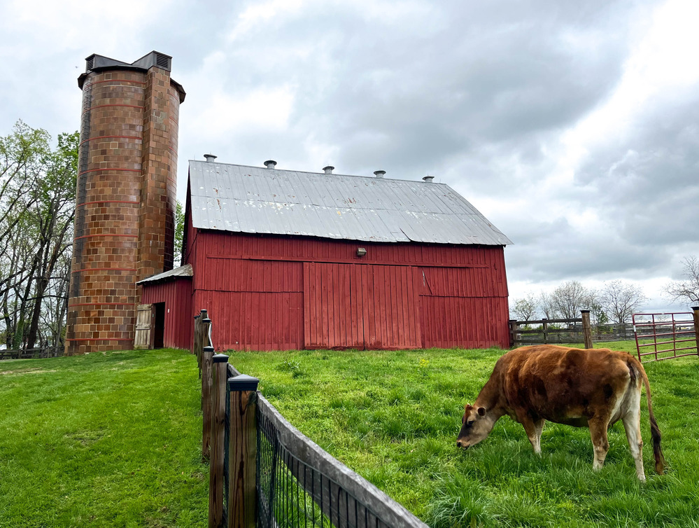 Brown cow in a farm pasture near a red barn