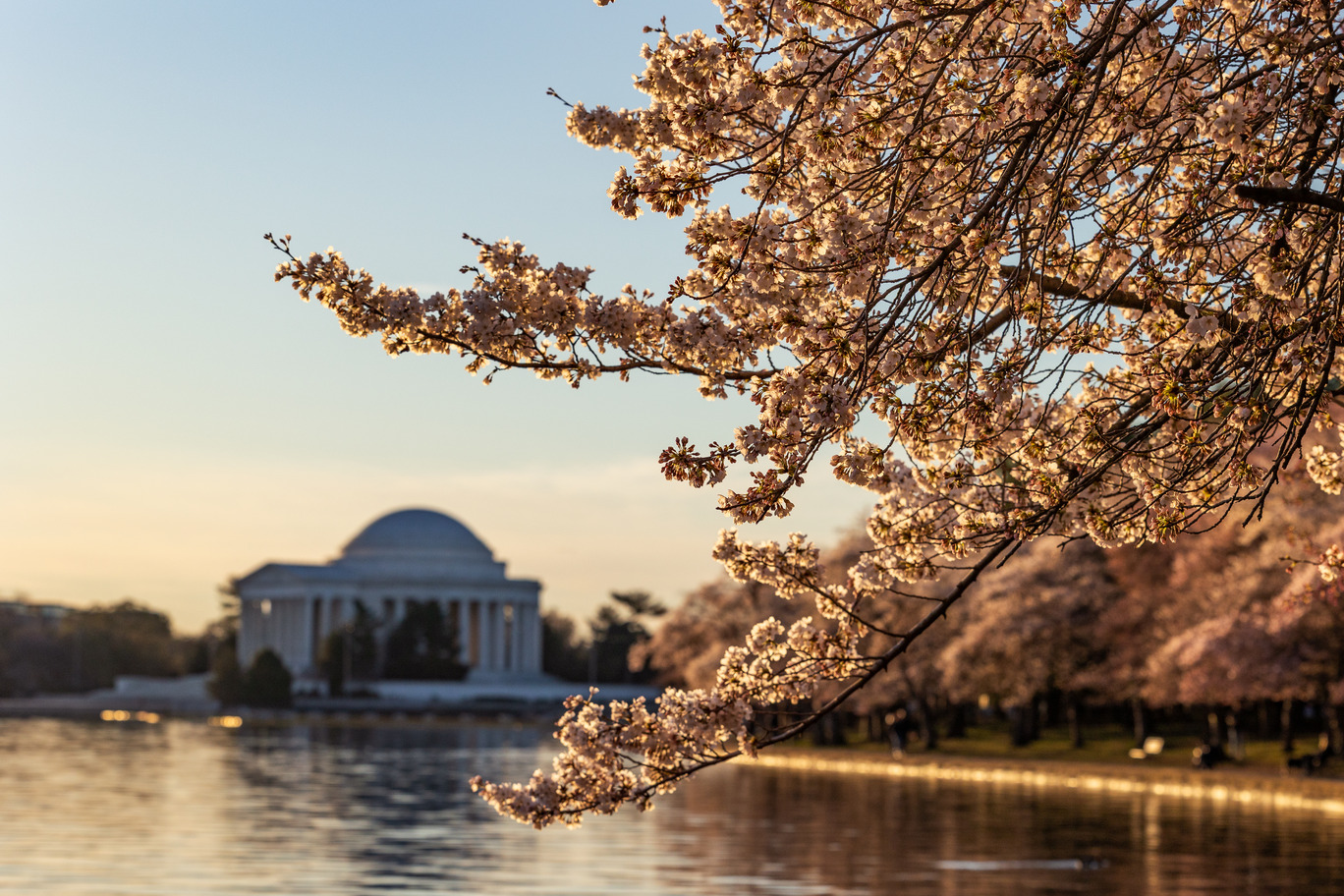 Cherry blossom trees surround the tidal basin with the Thomas Jefferson memorial in the distance. 