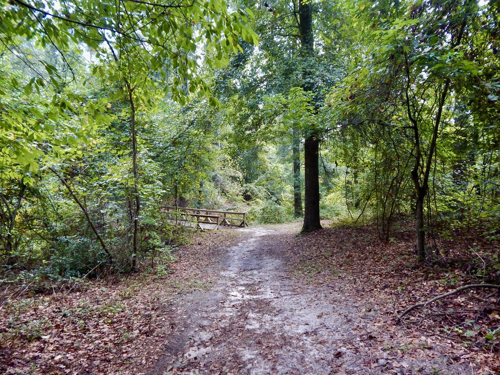 A trail leading to a wooden bridge in the midst of a green forest.