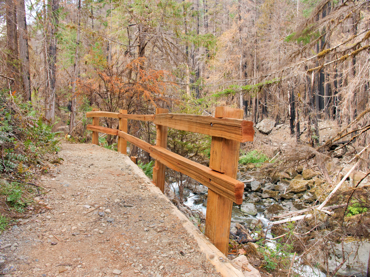 A fresh wooden railing along a steep edge of a trail. Below, a river tumbles over rocks and a forest of burned trees with blackened trunks stands on the opposite bank.