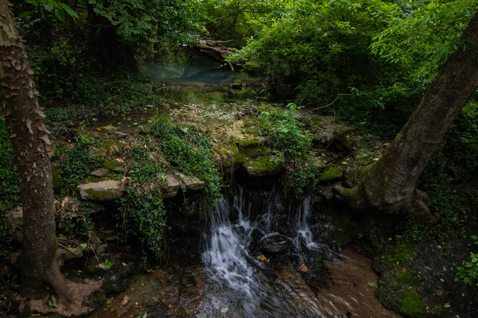 Photo of deep green background foliage, with greening flowing with water over small water fall into clear water basin. Dark green foliage surrounding waterfall in foreground. 