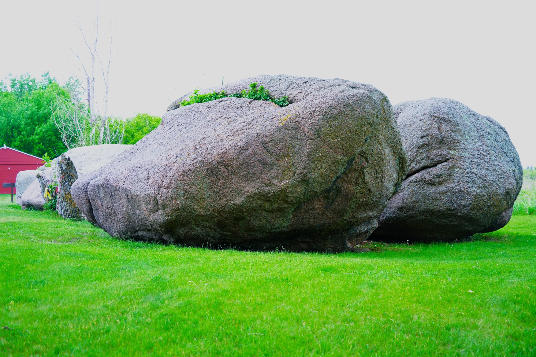 Several large boulders sit on a field of green grass. The nearest boulder has leaves coming out of a large crack near the top of the boulder. In the left background is a red building with pitched roof and trees beyond. A bright sky is across the top. 