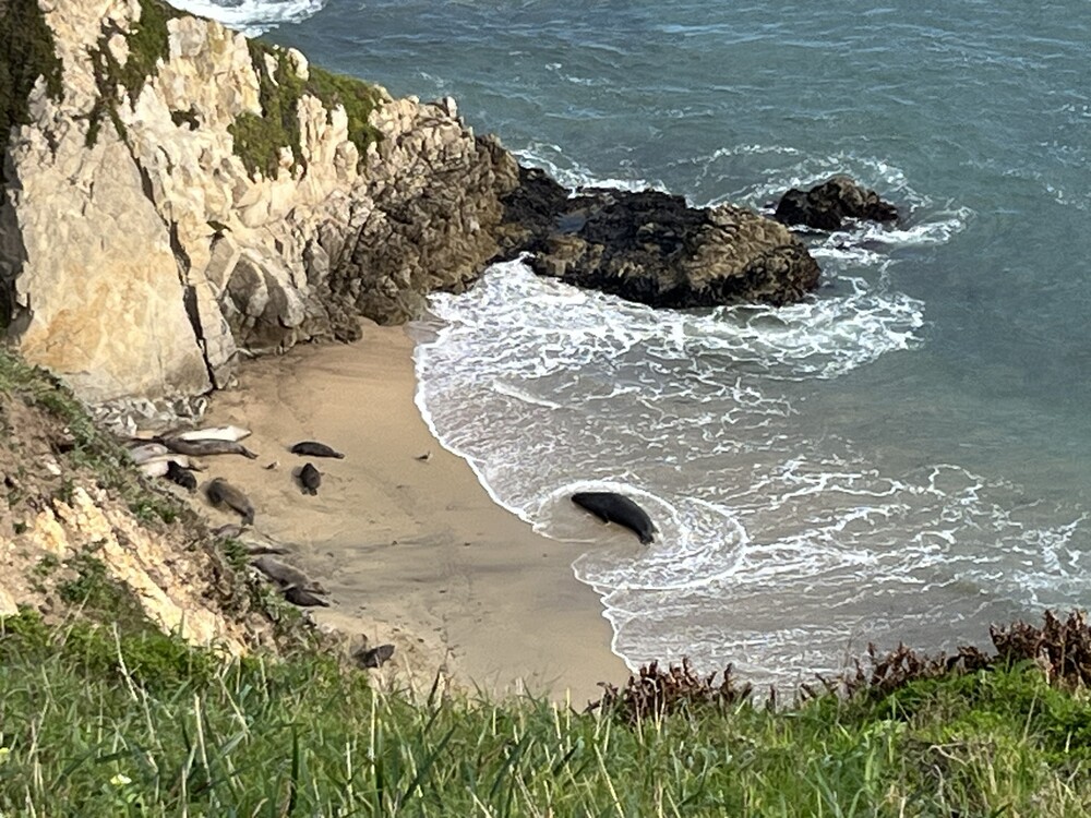 Cliff overlooking a beach with numerous elephant seals