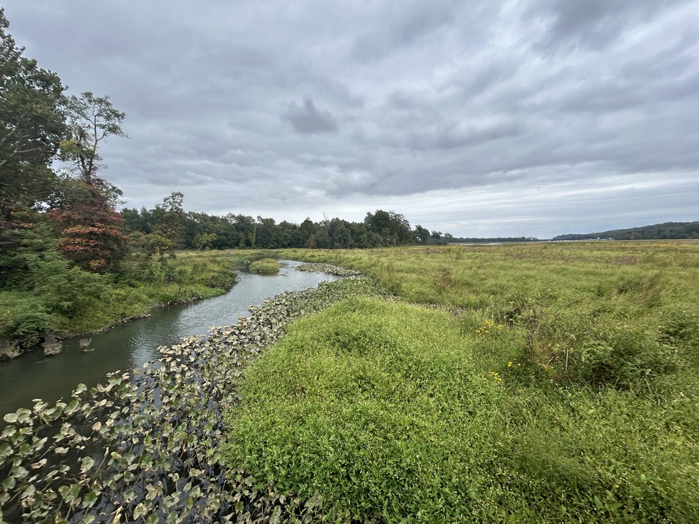 Water flowing through a grassy field next to a treeline