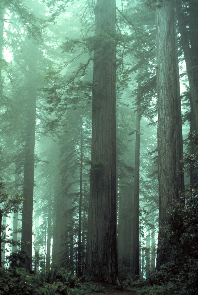 Fog shrouds the redwood grove.