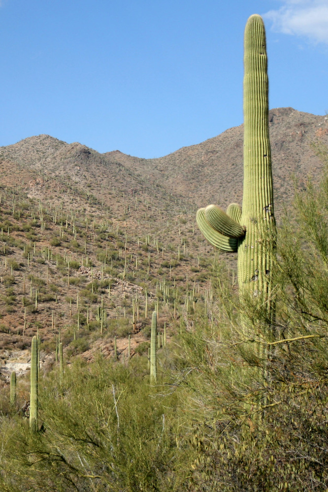 Saguaro cactus in Saguaro National Park.