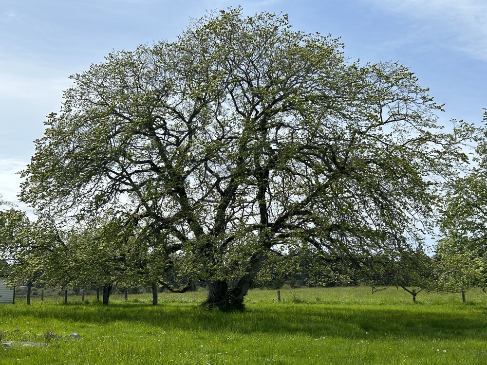 Landscape photo of grass field with large elm tree, just beginning to leaf out in spring