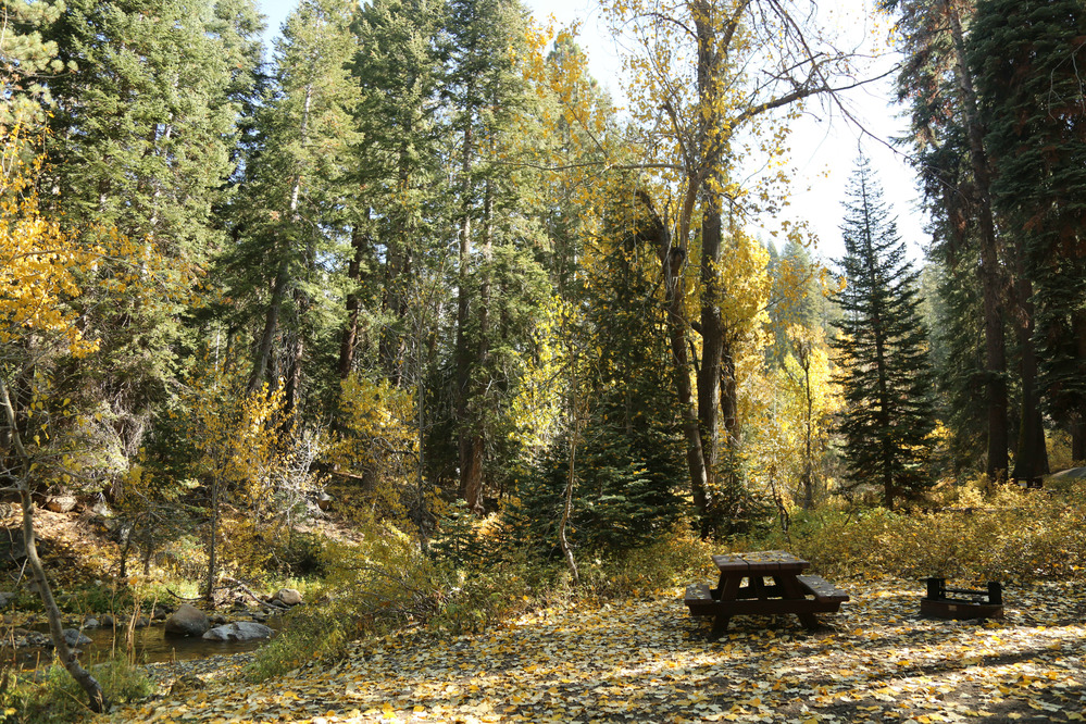 An aspen and evergreen campsite beside a river.