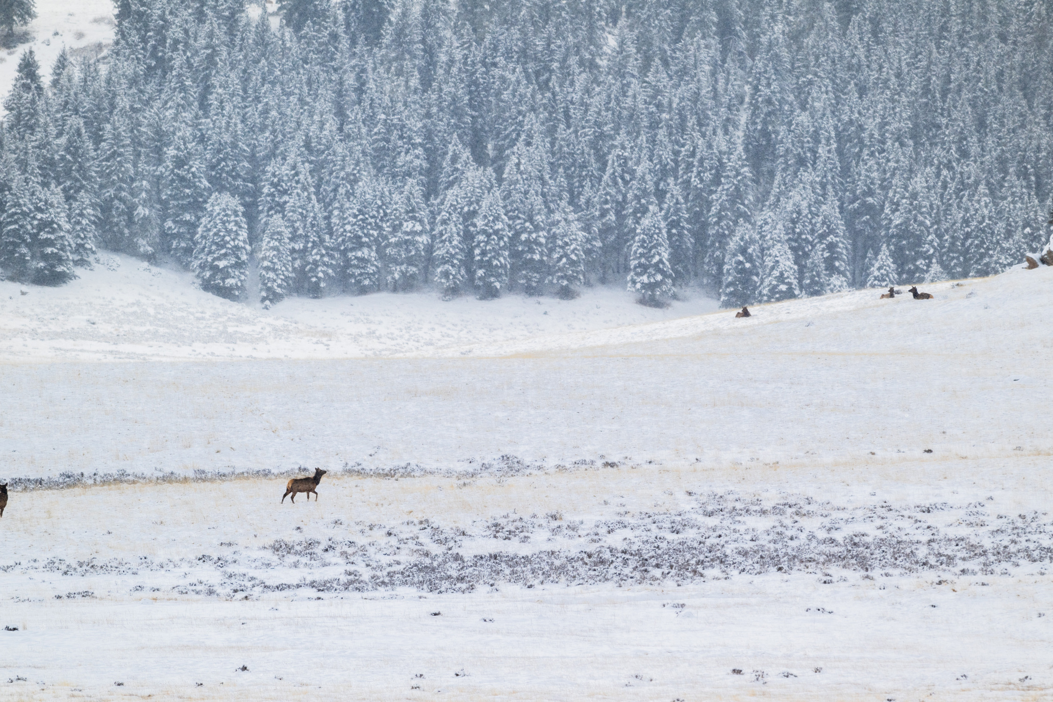 A distant elk walking across a snowy valley toward a forested hill.